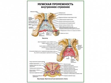 Мужская промежность. Внутреннее строение плакат глянцевый А1/А2 (глянцевый A1)