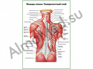 Мышцы спины, поверхностный слой плакат глянцевый/ламинированный А1/А2 (глянцевый	A2)