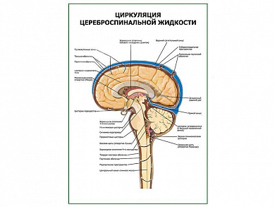 Циркуляция цереброспинальной жидкости плакат глянцевый А1/А2 (глянцевый A2)