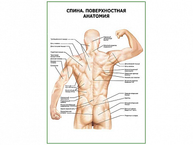 Спина. Поверхностная анатомия плакат глянцевый А1/А2 (глянцевый A2)