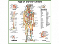 Нервная система человека, плакат ламинированный/глянцевый А1/А2 (глянцевый	A2)