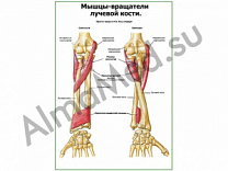 Мыщцы-вращатели лучевой кости плакат ламинированный А1/А2 (ламинированный	A2)