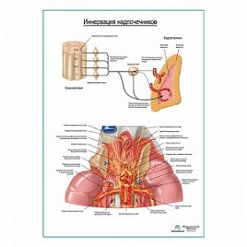 Схема вегетативной иннервации надпочечников плакат глянцевый А1+/А2+ (глянцевый холст от 200 г/кв.м, размер A1+) Схема вегетативной иннервации надпочечников плакат глянцевый А1+/А2+ (глянцевый холст от 200 г/кв.м, размер A1+)