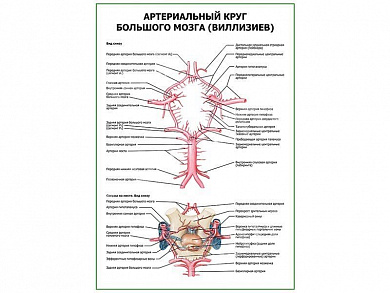 Артериальный круг большого мозга (Виллизиев) плакат глянцевый А1+/А2+ (глянцевая фотобумага от 200 г/кв.м, размер A2+)