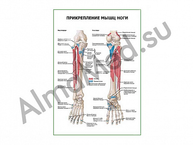 Прикрепление мышц ноги плакат ламинированный А1/А2 (ламинированный	A2)