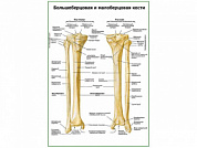 Большеберцовая и малоберцовая кости плакат глянцевый А1/А2 (глянцевый A1)