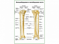 Большеберцовая и малоберцовая кости плакат глянцевый А1/А2 (глянцевый A1)