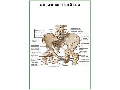 Соединение костей таза плакат глянцевый А1/А2 (глянцевый A2)