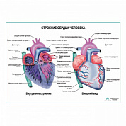 Строение сердца человека, плакат глянцевый А1+/А2+ (глянцевый холст от 200 г/кв.м, размер A1+)