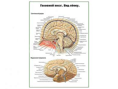 Головной мозг, вид сбоку, плакат глянцевый А1/А2 (глянцевый A1)