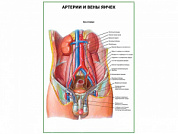 Артерии и вены яичек плакат глянцевый А1/А2 (глянцевый A1)