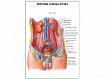 Артерии и вены яичек плакат глянцевый А1/А2 (глянцевый A1)