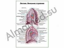 Легкие, внешнее строение плакат ламинированный А1/А2 (ламинированный	A2)