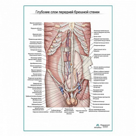 Мышцы живота. Глубокие слои. Вид спереди плакат глянцевый А1+/А2+ (глянцевый холст от 200 г/кв.м, размер A1+)