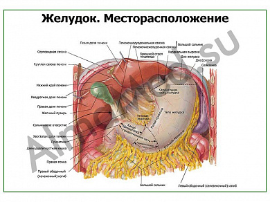 Желудок плакат глянцевый/ламинированный А1/А2 (глянцевый	A2)