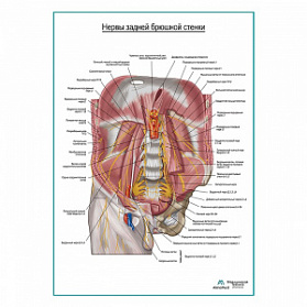 Нервы задней брюшной стенки плакат глянцевый А1+/А2+ (матовый холст от 200 г/кв.м, размер A1+)