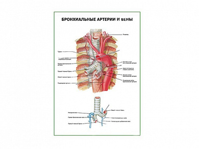 Бронхиальные артерии и вены плакат глянцевый А1/А2 (глянцевый A1)