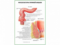 Мускулатура прямой кишки плакат глянцевый  А1/А2 (глянцевый A2)