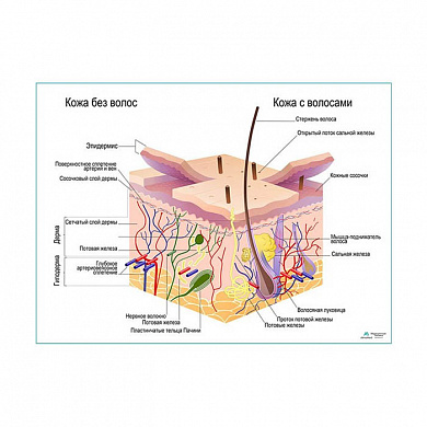 Строение кожи и волос, плакат глянцевый/ламинированный А1/А2 (глянцевый	A2)