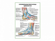 Сухожильные влагалища щиколотки плакат глянцевый А1/А2 (глянцевый A2)