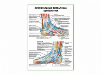 Сухожильные влагалища щиколотки плакат глянцевый А1/А2 (глянцевый A2)