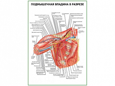 Подмышечная впадина в разрезе плакат глянцевый А1/А2 (глянцевый A2)