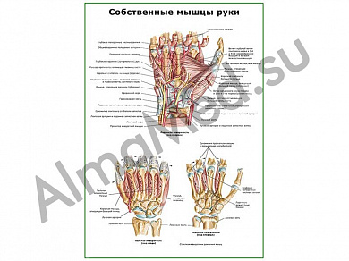Собственные мышцы руки плакат глянцевый/ламинированный А1/А2 (глянцевый	A2)