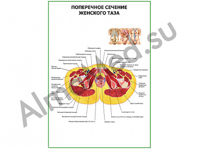 Поперечное сечение женского таза плакат ламинированный А1/А2 (ламинированный	A2)