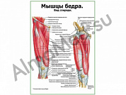 Мышцы бедра вид спереди плакат глянцевый/ламинированный А1/А2 (глянцевый	A2)