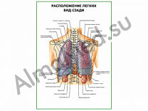 Расположение легких. Вид сзади плакат ламинированный А1/А2 (ламинированный	A2)