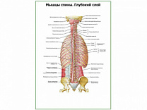 Мышцы спины. Глубокий слой плакат глянцевый А1/А2 (глянцевый A2)