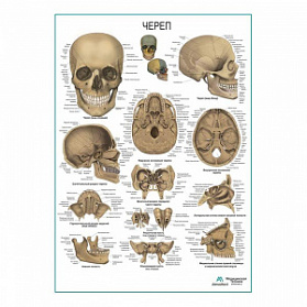 Череп человека, плакат глянцевый А1+/А2+ (глянцевая фотобумага от 200 г/кв.м, размер A1+)