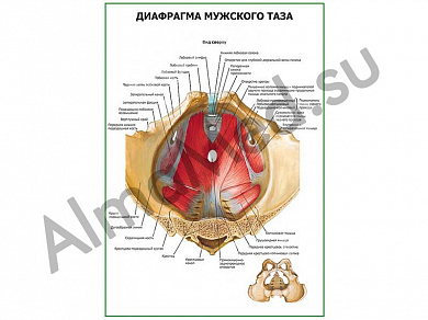 Диафрагма мужского таза плакат глянцевый/ламинированный А1/А2 (глянцевый	A2)