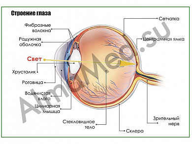 Глаз, плакат ламинированный А1/А2 (ламинированный	A2)