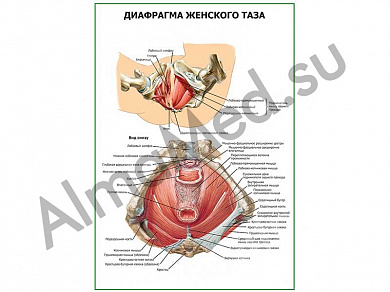 Диафрагма женского таза плакат ламинированный А1/А2 (ламинированный	A2)