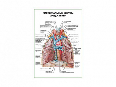 Магистральные сосуды средостения плакат глянцевый А1/А2 (глянцевый A2)