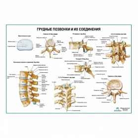Грудные, поясничные позвонки и их соединения, плакат глянцевый А1+/А2+ (глянцевая фотобумага от 200 г/кв.м, размер A2+)