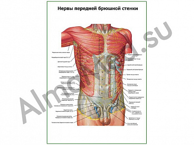 Нервы передней брюшной стенки плакат ламинированный А1/А2 (ламинированный	A2)
