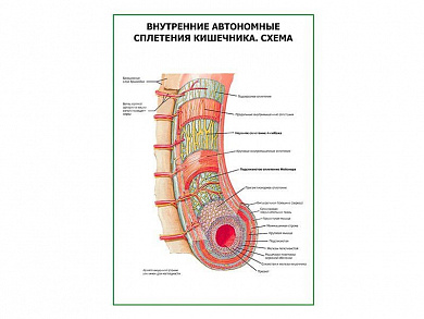 Внутренние автономные сплетения кишечника. Схема, плакат глянцевый А1/А2 (глянцевый A2)