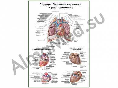 Сердце, внешнее строение и расположение, плакат глянцевый/ламинированный А1/А2 (глянцевый	A2)