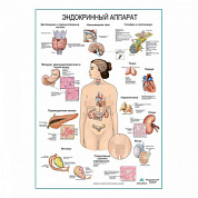 Эндокринный аппарат, плакат глянцевый А1+/А2+ (глянцевая фотобумага от 200 г/кв.м, размер A1+)