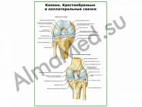 Коленный сустав, связки плакат глянцевый/ламинированный А1/А2 (глянцевый	A2)