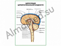 Циркуляция цереброспинальной жидкости плакат глянцевый/ламинированный А1/А2 (глянцевый	A2)