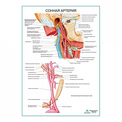 Сонная артерия плакат глянцевый А1+/А2+ (матовый холст от 200 г/кв.м, размер A1+)