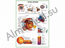 Орган зрения человека, плакат ламинированный А1/А2 (ламинированный	A2)