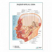 Лицевой нерв (VII) Схема плакат глянцевый А1+/А2+ (глянцевый холст от 200 г/кв.м, размер A1+)
