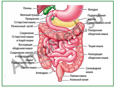 Строение желудочно-кишечного тракта, плакат ламинированный А1/А2 (ламинированный	A2)