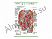 Артерии задней брюшной стенки плакат глянцевый/ламинированный А1/А2 (глянцевый	A2)