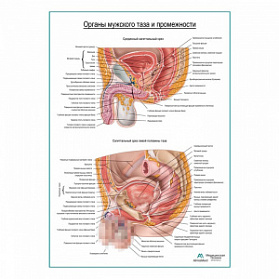 Органы мужского таза и промежности плакат глянцевый А1+/А2+ (матовый холст от 200 г/кв.м, размер A1+)