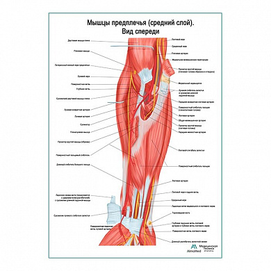 Мышцы предплечья, средний слой плакат глянцевый А1+/А2+ (глянцевый холст от 200 г/кв.м, размер A1+)